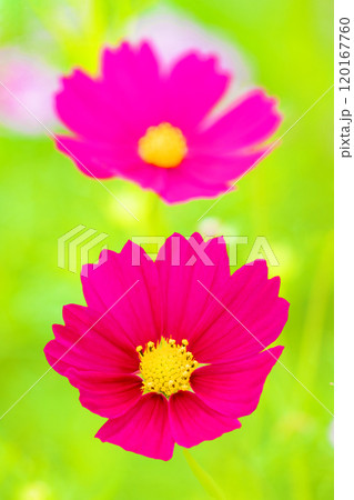 家の周りの草花　四季の色々　秋の爽やかな風に誘われてコスモス畑に美しく可憐な真紅の花が咲ました　 120167760