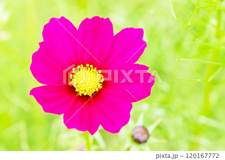 家の周りの草花　四季の色々　秋の爽やかな風に誘われてコスモス畑に美しく可憐な真紅の花が咲ました　 120167772