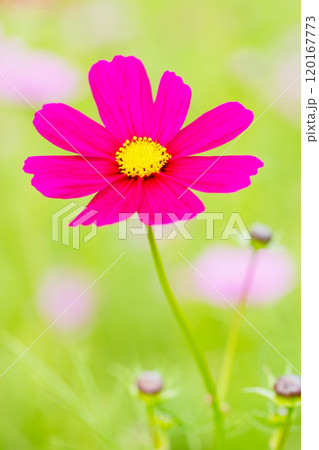 家の周りの草花　四季の色々　秋の爽やかな風に誘われてコスモス畑に美しく可憐な真紅の花が咲ました　 120167773