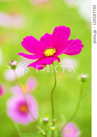 家の周りの草花　四季の色々　秋の爽やかな風に誘われてコスモス畑に美しく可憐な真紅の花が咲ました　 120167785