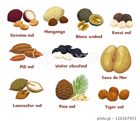 Cartoon uncommon, unusual and unique nuts, vector food. Black walnut, water chestnut, mongongo, coco de mer and exotic kukui, pine, pili, gevuina, lancaster and tiger nuts, dried seeds and nutshells 120167931