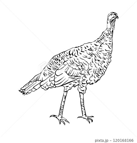 Turkey drawn in graphic style. Turkey. Symbol of the holiday. Thanksgiving Day. One solid line on a white background. 120168166