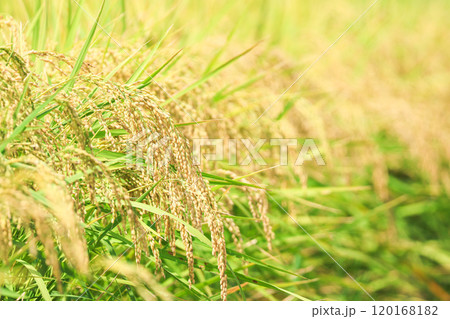 収穫間近の稲穂 120168182