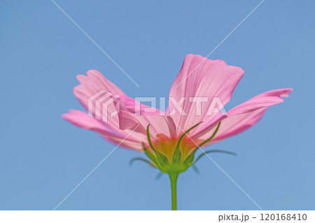 家の周りの草花 四季の色々 コスモス畑 爽やかな青空 青空に向かってコスモスの花が咲きました 家の周りの草花 四季の色々 コスモス畑 爽やかな青空 青空に向かってコスモスの花が咲きました 120168410