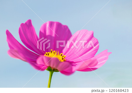 家の周りの草花 四季の色々 コスモス畑 爽やかな青空 青空に向かってコスモスの花が咲きました 家の周りの草花 四季の色々 コスモス畑 爽やかな青空 青空に向かってコスモスの花が咲きました 120168423