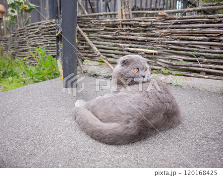 【ウクライナ】チェルニヒウ郊外の地面に寝そべる灰色の猫 【ウクライナ】チェルニヒウ郊外の地面に寝そべる灰色の猫 120168425