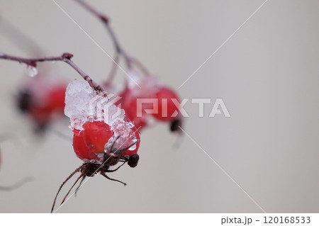 雪の中でもきれいに色づいた赤い実 雪の中でもきれいに色づいた赤い実 120168533