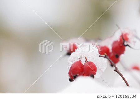 雪をかぶったバラの実 雪をかぶったバラの実 120168534
