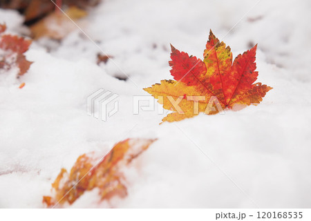 雪の上に落ちた紅葉 雪の上に落ちた紅葉 120168535