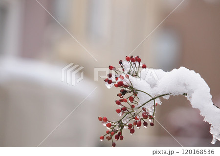 雪の積もったノイバラ 120168536