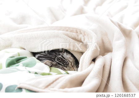 毛布の中に潜り込んで眠る猫 毛布の中に潜り込んで眠る猫 120168537