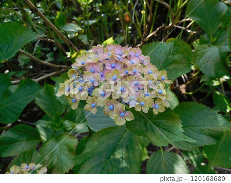 京都 梅宮大社 アジサイ 青いつぶつぶ 京都 梅宮大社 アジサイ 青いつぶつぶ 120168680