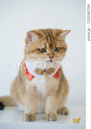 chinese new year concept with british cat wear red traditional china clothing with white background chinese new year concept with british cat wear red traditional china clothing with white background 120168704