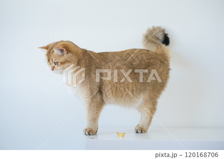 chinese new year concept with british cat wear red traditional china clothing with white background 120168706