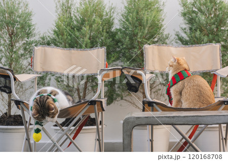 winter holiday and cat concept with british and scottish cat wear silk scarf and play on camping chair with pine and christmas tree background winter holiday and cat concept with british and scottish cat wear silk scarf and play on camping chair with pine and christmas tree background 120168708