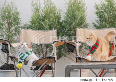 winter holiday and cat concept with british and scottish cat wear silk scarf and play on camping chair with pine and christmas tree background 120168709