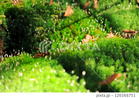 白駒の池の紅葉と苔の森 120168751