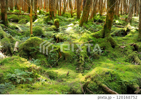 白駒の池の紅葉と苔の森 120168752