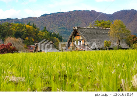白川郷　紅葉 120168814