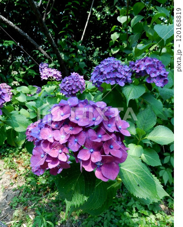 京都　梅宮大社　アジサイ　紫のアジサイ 120168819