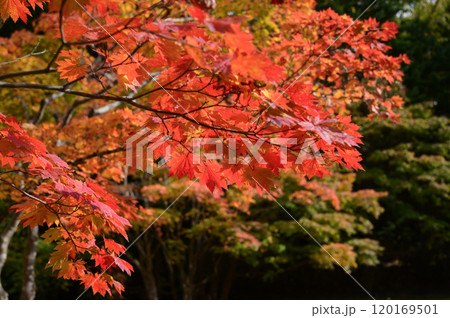 真っ赤な紅葉 120169501