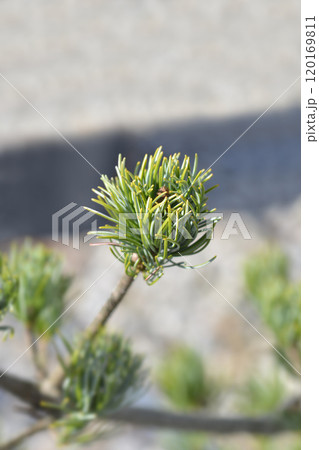 Japanise White Pine Blue Angel 120169811