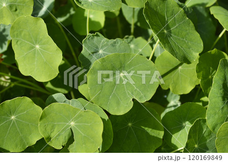 Garden nasturtium Garden nasturtium 120169849