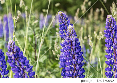 Blue lupine flowers grow among the thickets of green grass 120170052