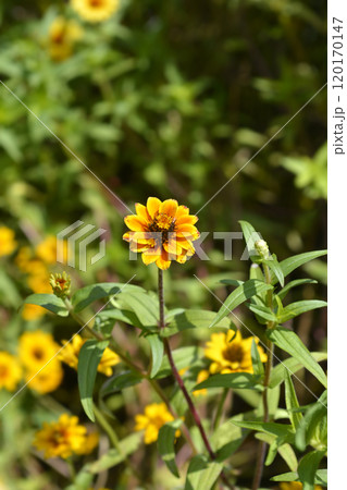 Mexican zinnia Mexican zinnia 120170147