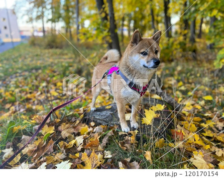 Cute red Shiba inu dog Cute red Shiba inu dog 120170154