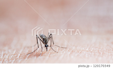 Macro of a Aedes aegypti Mosquito that is a vector of dengue fever Feeding on Human Skin Macro of a Aedes aegypti Mosquito that is a vector of dengue fever Feeding on Human Skin 120170349