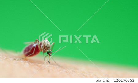 Macro of a Culex quinquefasciatus Mosquito that is a vector of west nile virus, filarial worm, JE virus, Feeding on Human Skin Macro of a Culex quinquefasciatus Mosquito that is a vector of west nile virus, filarial worm, JE virus, Feeding on Human Skin 120170352