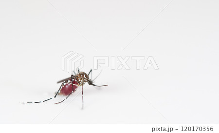 Macro of a Aedes aegypti Mosquito that is a vector of dengue fever on White Background 120170356