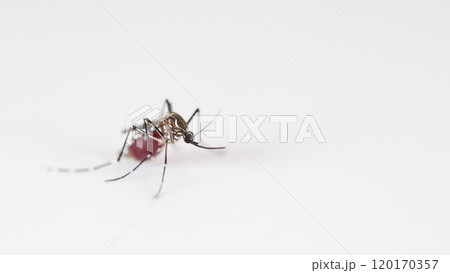 Macro of a Aedes aegypti Mosquito that is a vector of dengue fever on White Background Macro of a Aedes aegypti Mosquito that is a vector of dengue fever on White Background 120170357