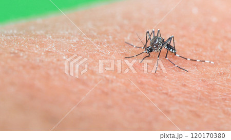 Macro of a Aedes aegypti Mosquito that is a vector of dengue fever Feeding on Human Skin Macro of a Aedes aegypti Mosquito that is a vector of dengue fever Feeding on Human Skin 120170380