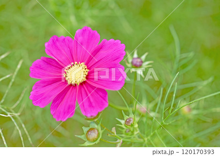 家の周りの草花 四季の色々 コスモス畑 秋の風になびく可憐な花びら 爽やかに輝くピンクのコスモス 家の周りの草花 四季の色々 コスモス畑 秋の風になびく可憐な花びら 爽やかに輝くピンクのコスモス 120170393