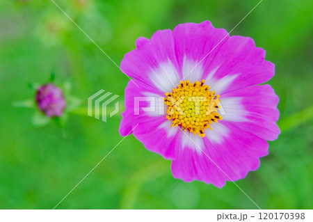 家の周りの草花 四季の色々 コスモス畑 秋の風になびく可憐な花びら 爽やかに輝くピンクのコスモス 家の周りの草花 四季の色々 コスモス畑 秋の風になびく可憐な花びら 爽やかに輝くピンクのコスモス 120170398