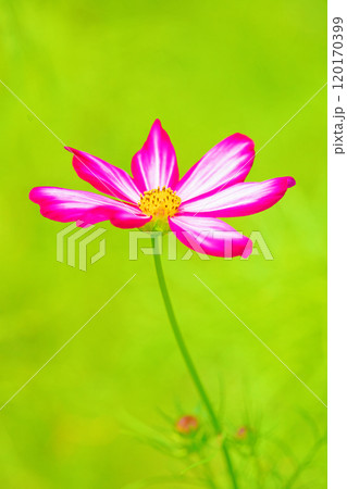 家の周りの草花 四季の色々 コスモス畑 秋の風になびく可憐な花びら 爽やかに輝くピンクのコスモス 家の周りの草花 四季の色々 コスモス畑 秋の風になびく可憐な花びら 爽やかに輝くピンクのコスモス 120170399