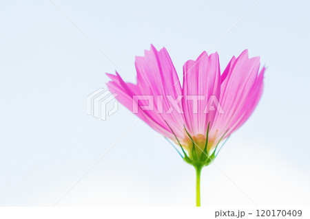 家の周りの草花　四季の色々　コスモス畑　秋の風になびく可憐な花びら　爽やかに輝くピンクのコスモス 120170409