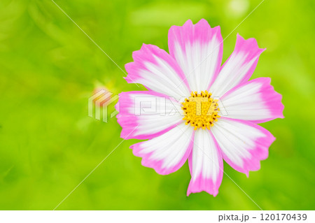 家の周りの草花 四季の色々 コスモス畑 秋の風になびく可憐な花びら 爽やかに輝くピンクのコスモス 家の周りの草花 四季の色々 コスモス畑 秋の風になびく可憐な花びら 爽やかに輝くピンクのコスモス 120170439