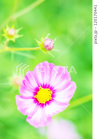 家の周りの草花 四季の色々 コスモス畑 秋の風になびく可憐な花びら 爽やかに輝くピンクのコスモス 家の周りの草花 四季の色々 コスモス畑 秋の風になびく可憐な花びら 爽やかに輝くピンクのコスモス 120170441