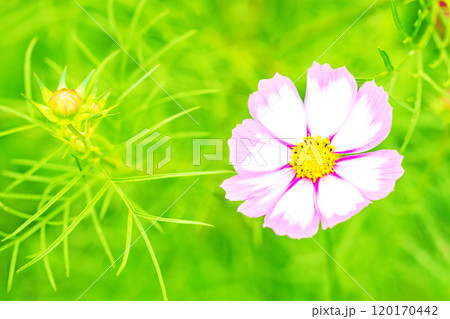 家の周りの草花 四季の色々 コスモス畑 秋の風になびく可憐な花びら 爽やかに輝くピンクのコスモス 家の周りの草花 四季の色々 コスモス畑 秋の風になびく可憐な花びら 爽やかに輝くピンクのコスモス 120170442