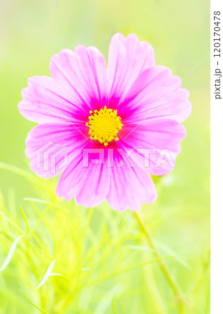家の周りの草花 四季の色々 コスモス畑 秋の風になびく可憐な花びら 爽やかに輝くピンクのコスモス 家の周りの草花 四季の色々 コスモス畑 秋の風になびく可憐な花びら 爽やかに輝くピンクのコスモス 120170478
