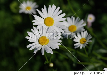 フランスギクの花 120170523