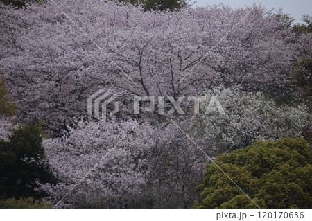 荒尾市　四ツ山神社の桜、 120170636