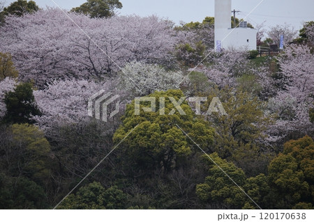 荒尾市 四ツ山神社の桜、 荒尾市 四ツ山神社の桜、 120170638