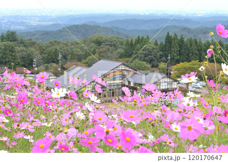 秋のスキー場コスモス畑 秋のスキー場コスモス畑 120170647