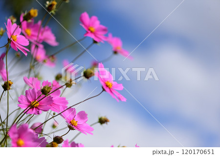 コスモス 120170651