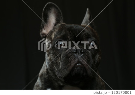 フレンチブルドッグ 120170801