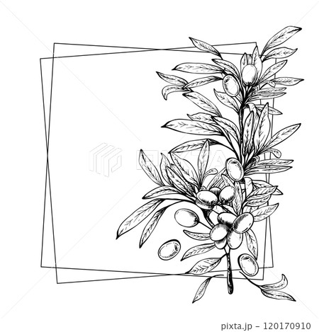 Olive tree branch with leaves and berries fruit square frame. Black and white graphic hand drawn vector illustration. Clipart for food menu, card, label template. Isolated line art from background 120170910